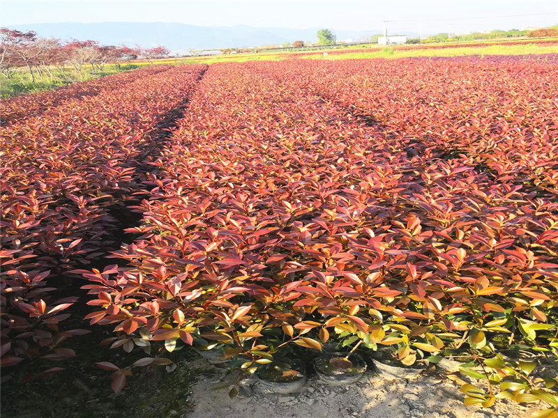 供应红叶石兰苗 鸿瑞园林 贵州苗木基地